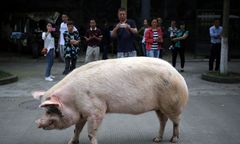 36 dni walczyła pod gruzami. Świnia z Chin zmarła w wieku 14 lat, stała się symbolem