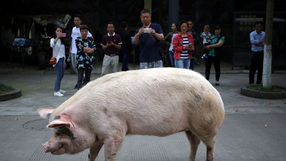 36 dni walczyła pod gruzami. Świnia-symbol zmarła w wieku 14 lat