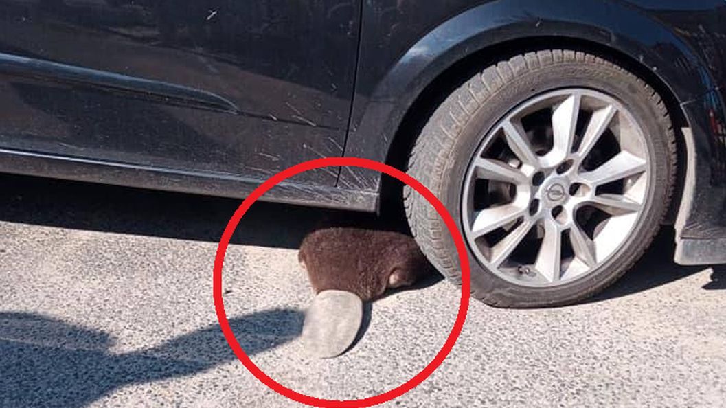 Bóbr został przeniesiony przez strażników do swego naturalnego miejsca zamieszkania. 