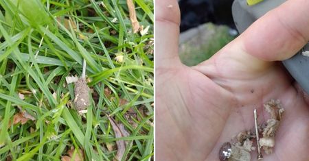 Gwoździe, drut i kawałki metalu w mięsie rozrzuconym na trawniku. Mieszkaniec ostrzega właścicieli psów (zdjęcia)