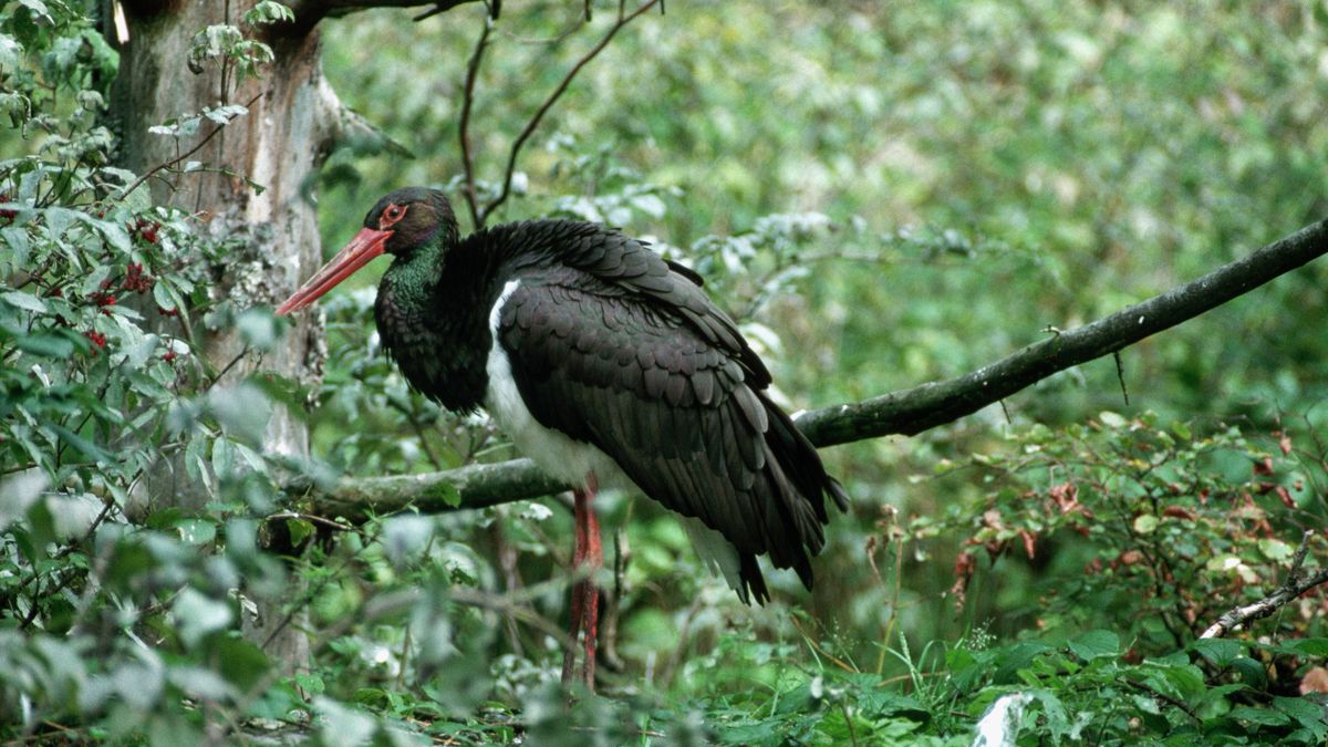 Bocian Czarny z jeszcze większą ochroną