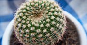 Jak przesadzić kaktusa? Zastosuj patent, a wcale się nie pokłujesz