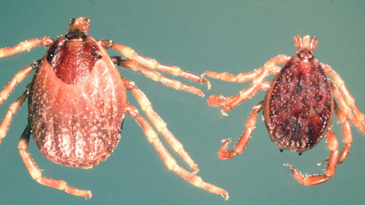 Tak wyglądają kleszcze nowego gatunku. Przenoszą choroby, które są bardzo groźne dla człowieka