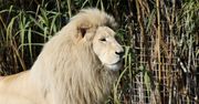Odszedł Sahim - pierwszy biały lew w Polsce i symbol ZOO Borysew