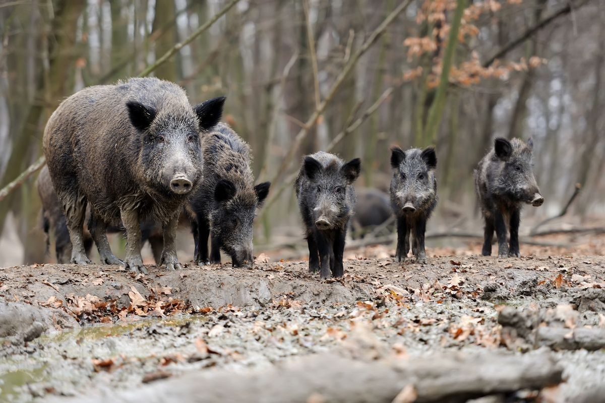 Odstrzelą 80 dzików w granicach Warszawy. Będzie protest