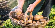 5 pomysłów na młode ziemniaki. Nie tylko w mundurkach