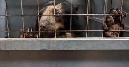 Skandal w angielskim zoo. Znaleziono łącznie 500 martwych zwierząt