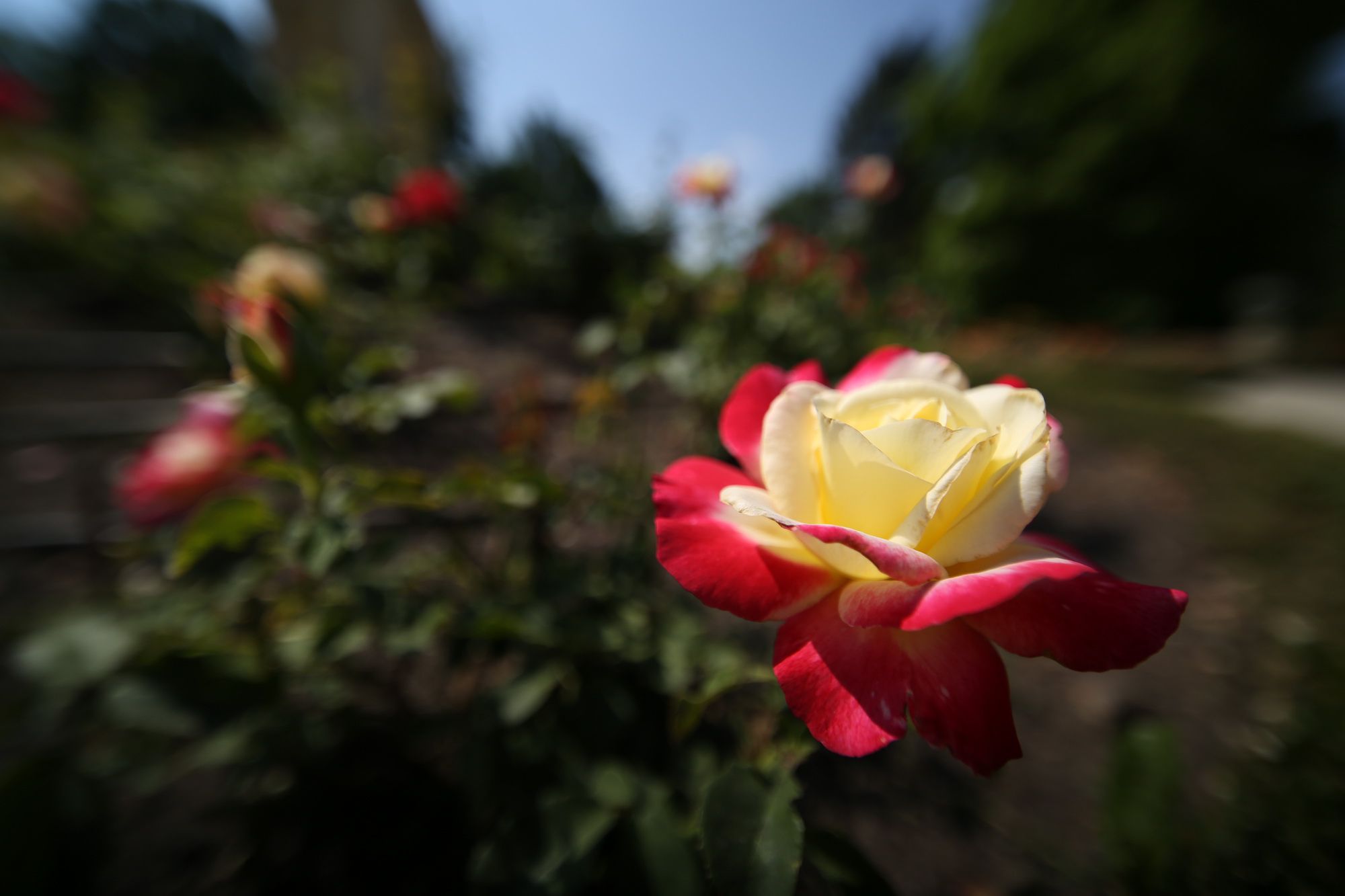 TEST: Venus Laowa 12 mm f/2.8 Zero-D. Najszersze małoobrazkowe ef-dwa-osiem. 30