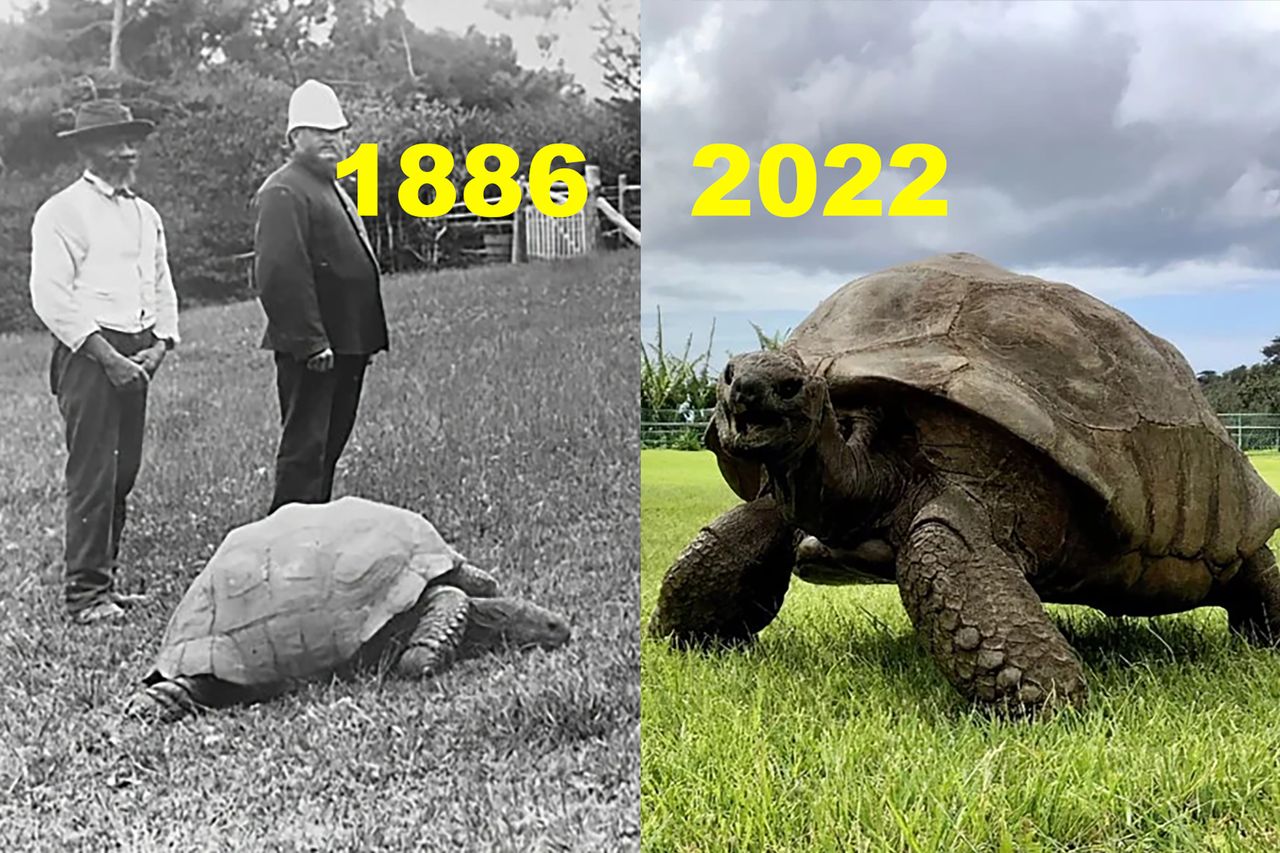 Te zdjęcia dzieli 136 lat, a żółw wciąż żyje. Ma 190 lat!