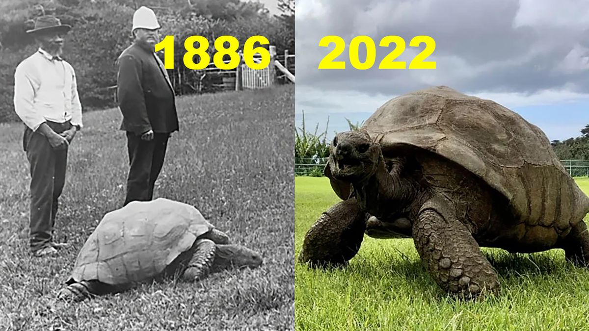 Te zdjęcia dzieli 136 lat, a żółw wciąż żyje. Ma 190 lat! 1