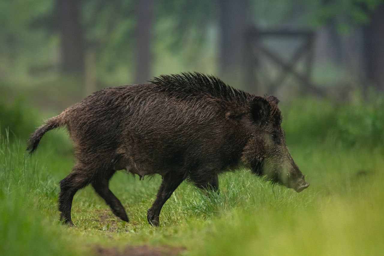 Dzik wbiegł do salonu kosmetycznego w Krakowie. "Został odłowiony"