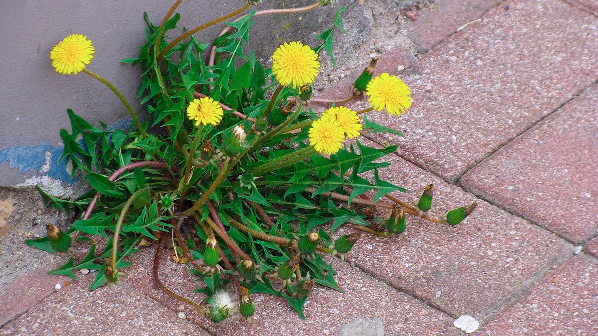 Jak skutecznie go usunąć?