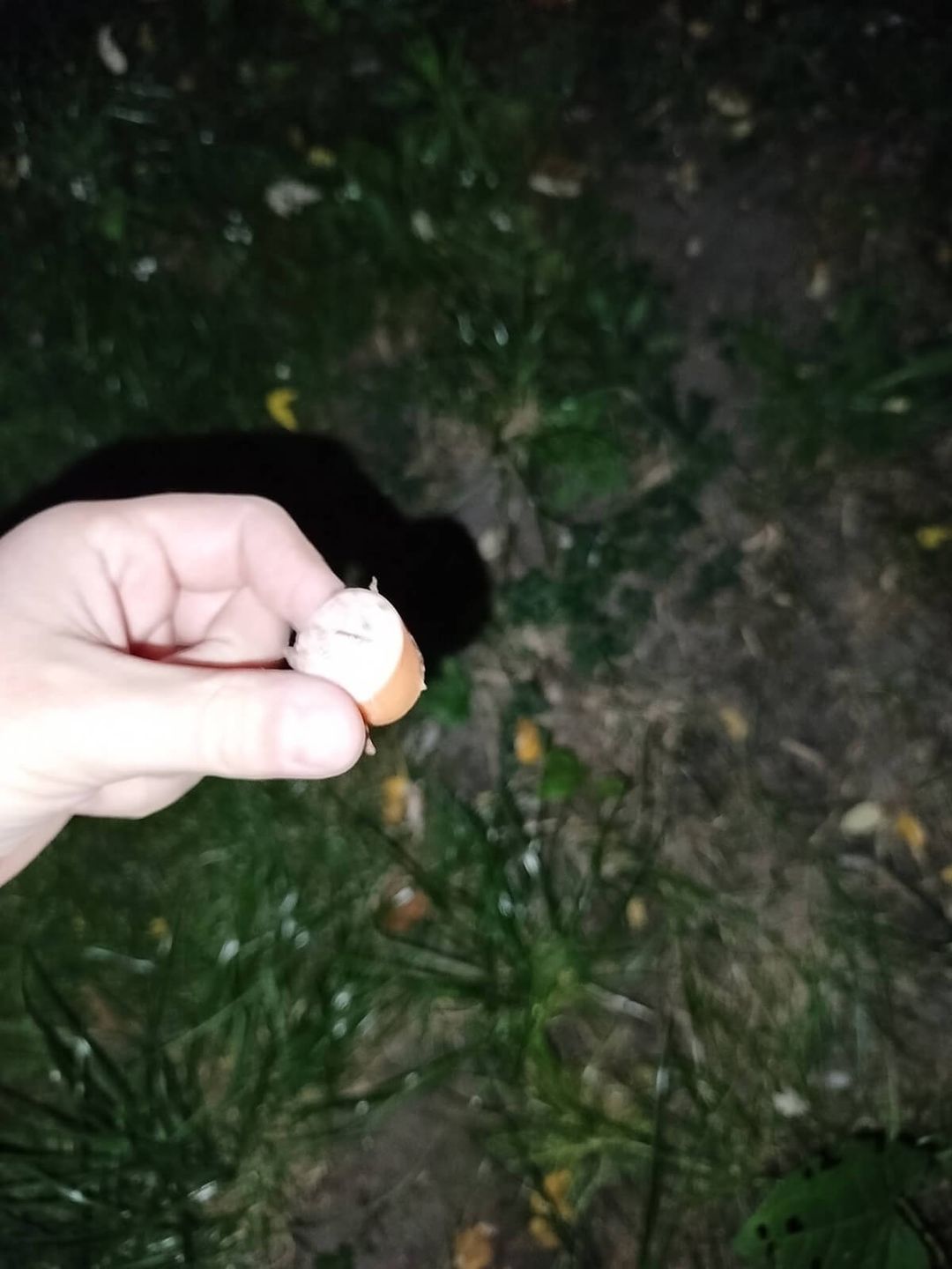 Kiełbasa z trutką i szpilkami znaleziona na trawniku