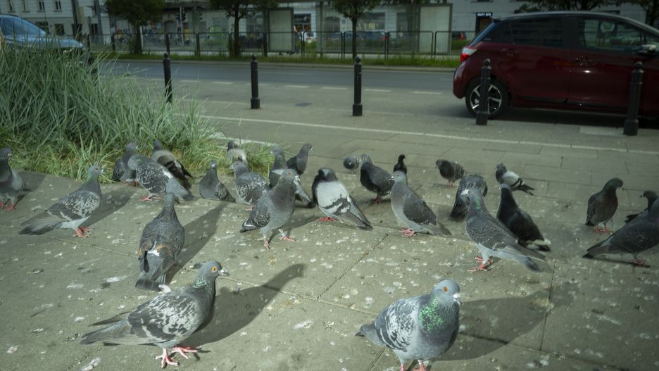 Pigeons are seen on a sidewalk covered in droppings in the Praga neighbourhood in Warsaw, Poland on 25 June, 2024. (Photo by Jaap Arriens/NurPhoto via Getty Images)