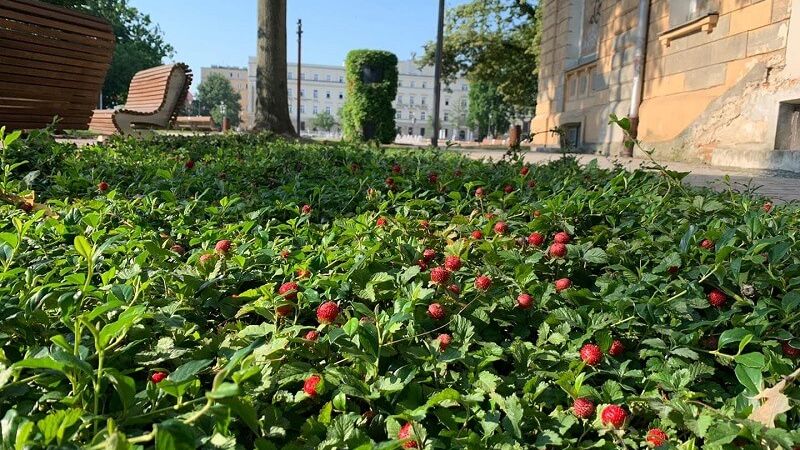 Poziomówka indyjska ozdobiła Plac Litewski - owoce wyglądem przypominają poziomki