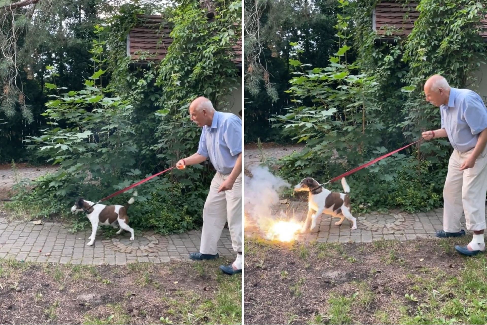 Korwin-Mikke szokuje: petarda w rękach polityka i psa!