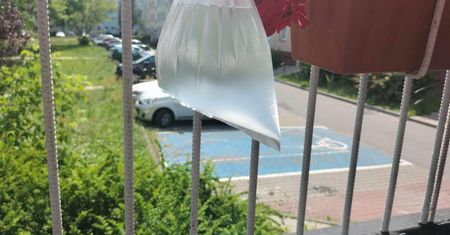 Proste triki na pozbycie się much. Produkty są w każdym domu