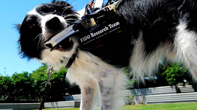 W ciągu pięciu lat psy przemówią do ludzi – zapewnia twórca Google Glass 1