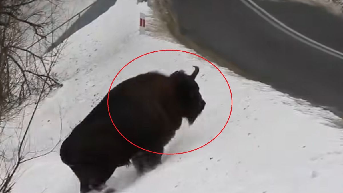 Nagranie z żubrem przebiegającym przez jezdnię