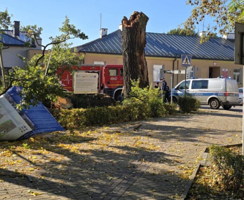 Stary dąb zawalił się niespodziewanie