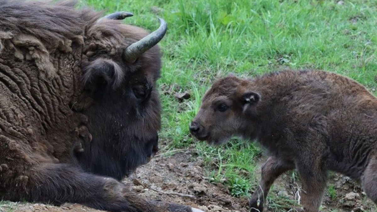 W zagrodzie pokazowej żubrów w Mucznem (woj. podkarpackie) urodziły się trzy cielęta.