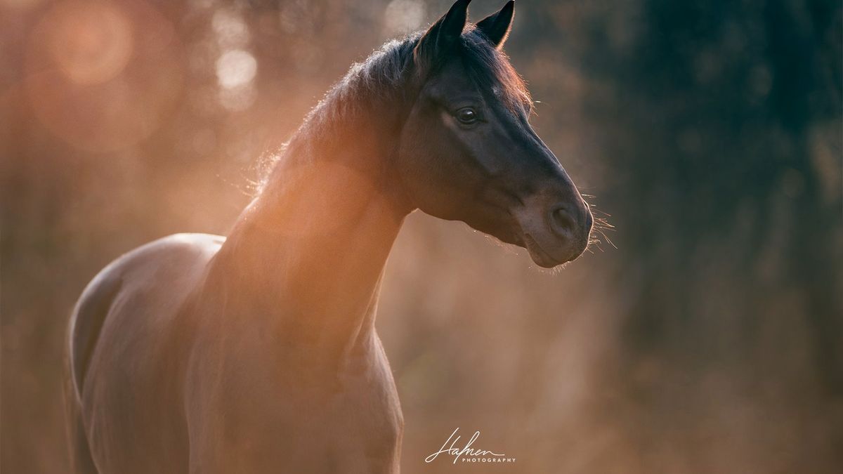 Fotografia jest jej terapią. Zdjęcia koni przywróciły jej radość życia 1