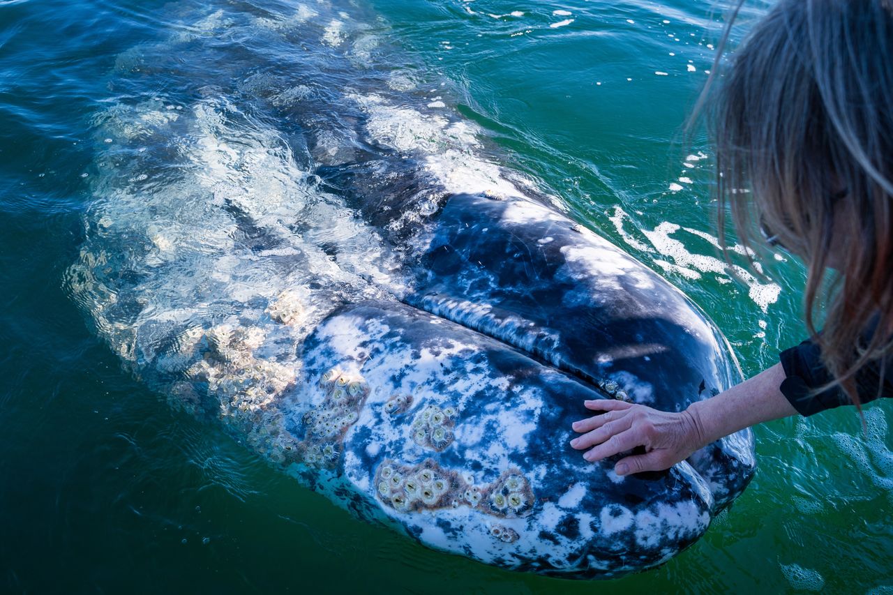 A woman stroking a whale