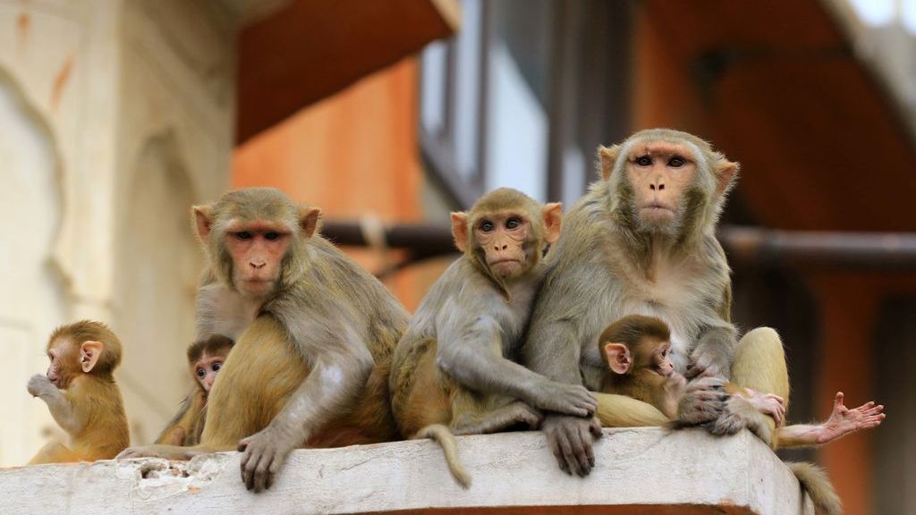 Małpy doprowadziły do tragedii w Indiach