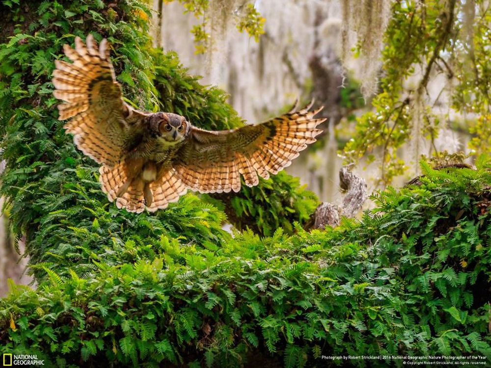 Fotografie natury, która nie przestaje zachwycać. Oto finałowe prace konkursu National Geographic Nature Photographer of the Year 2016 17