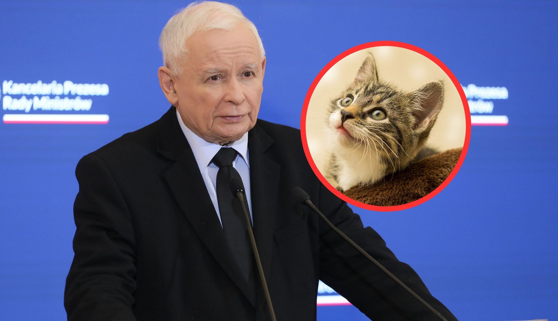 Zabójczy wirus atakuje koty. Jarosław Kaczyński reaguje