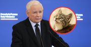 Zabójczy wirus atakuje koty. Jarosław Kaczyński reaguje