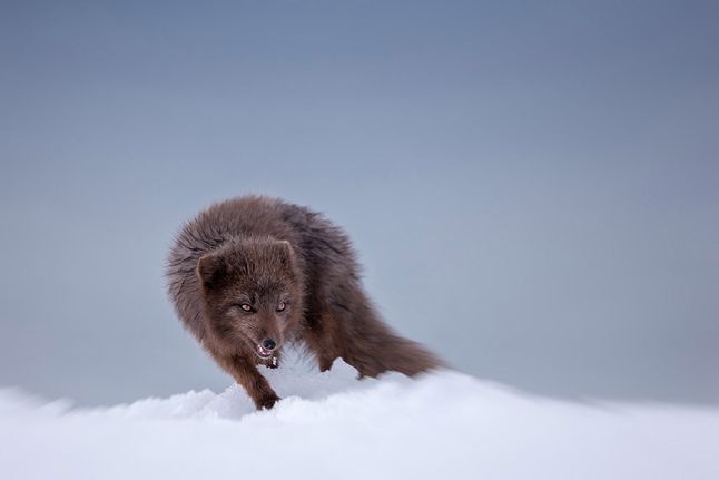 Większość zdjęć z projektu o lisach polarnych została wykonana na Islandii. Jest to bardzo specjalne miejsce dla fotografa. Zimy tam są brutalnie mroźne oraz bogate w opady śniegu, co tworzy piękną scenerię, w której przenika się dzikość zwierząt oraz siła natury.
