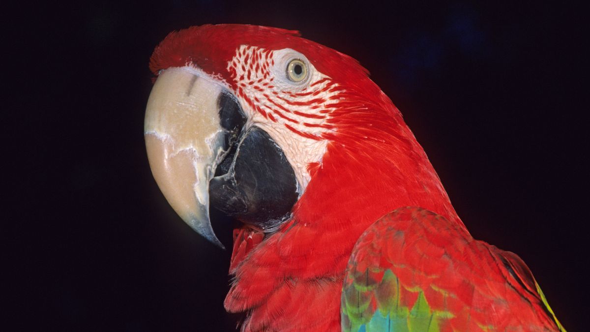 Papuga pomoże w śledztwie. Zapamiętała ostatnie słowa ofiary