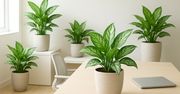 Aglaonema: Elegancka roślina do cienia. Dlaczego warto mieć ją w biurze?