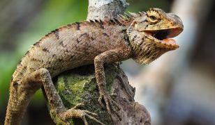 Pod Olsztynem zaginął Julian. Poszukiwania 2-metrowego legwana