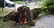 Drzewo runęło na przechodniów. Miasto się tłumaczy