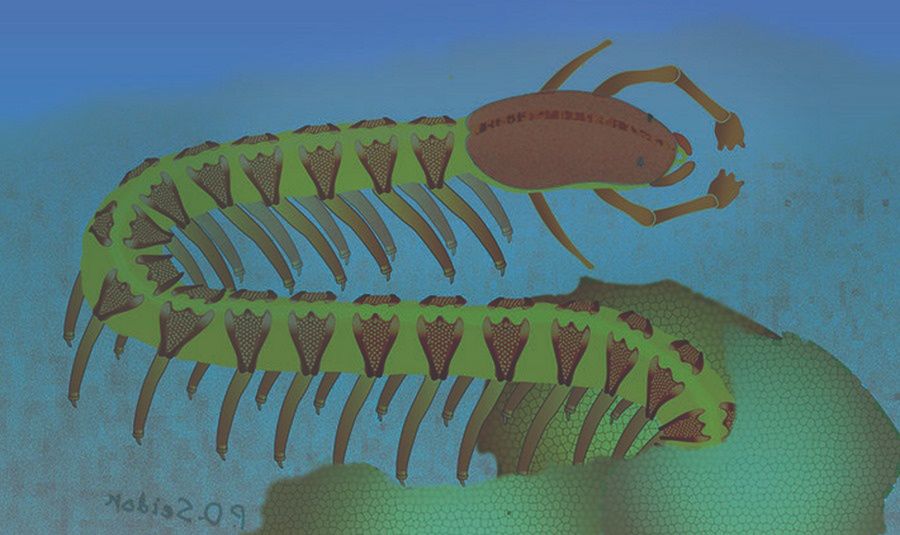 Znaleziono skamieniały mózg stawonoga sprzed 525 milionów lat