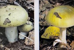 Policja ostrzega przed grzybami z targowisk. "Czwarta osoba zmarła"