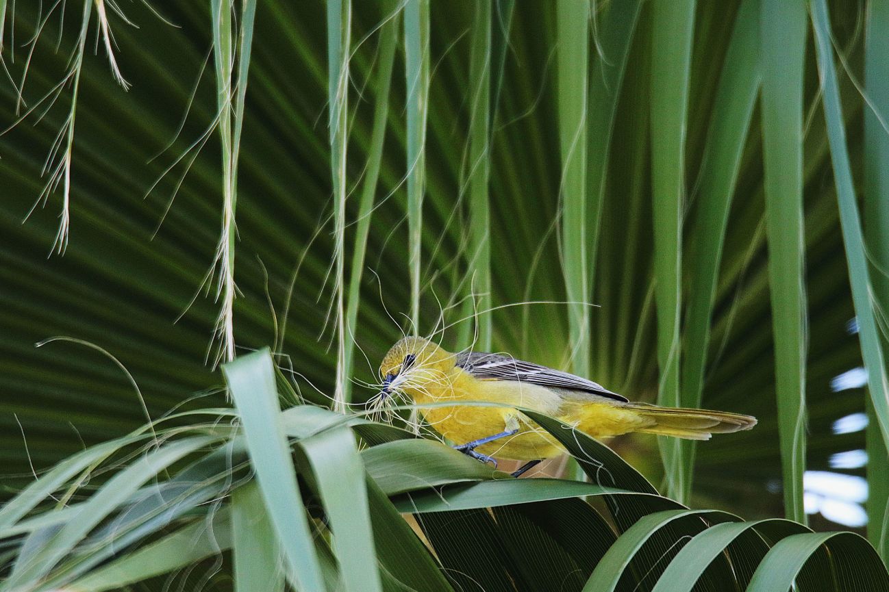 Dzikie ptaki w obiektywie. Zwycięzcy Audubon Photography Contest 2019 ogłoszeni 2