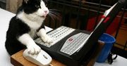 15 kotów, które tak jak my uwielbiają komputery