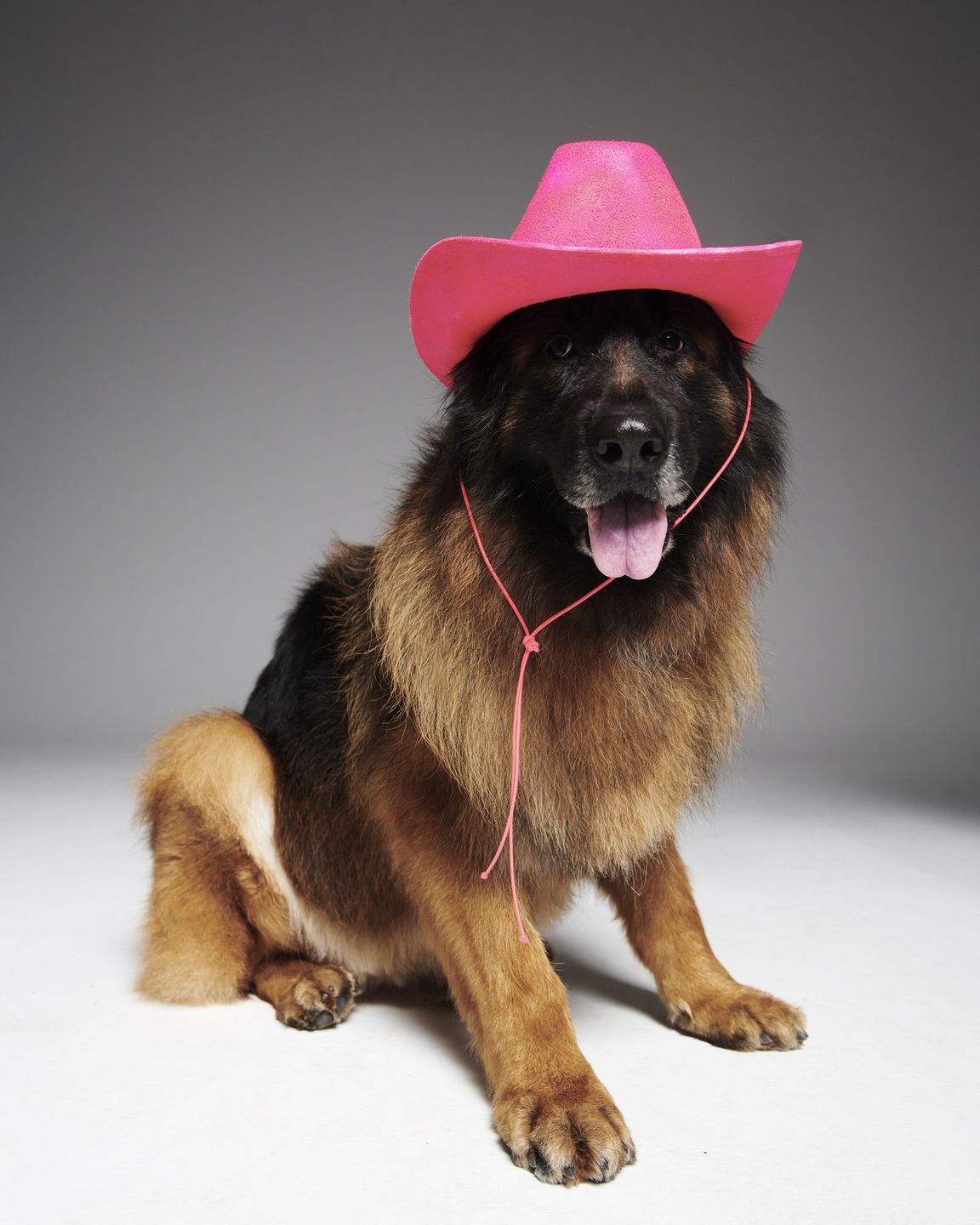 #AdoptujŚwiadomie! Ellis znalazła nowy dom! 