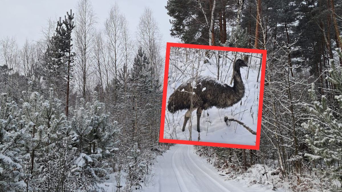 Zaskakujące nagranie z lasu. Egzotyczny ptak w zimowej scenerii