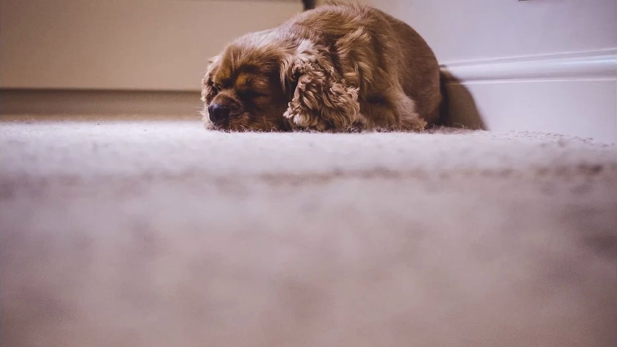 Jak robić ciekawe psie portrety? Popraw swój warsztat w 2 minuty 1