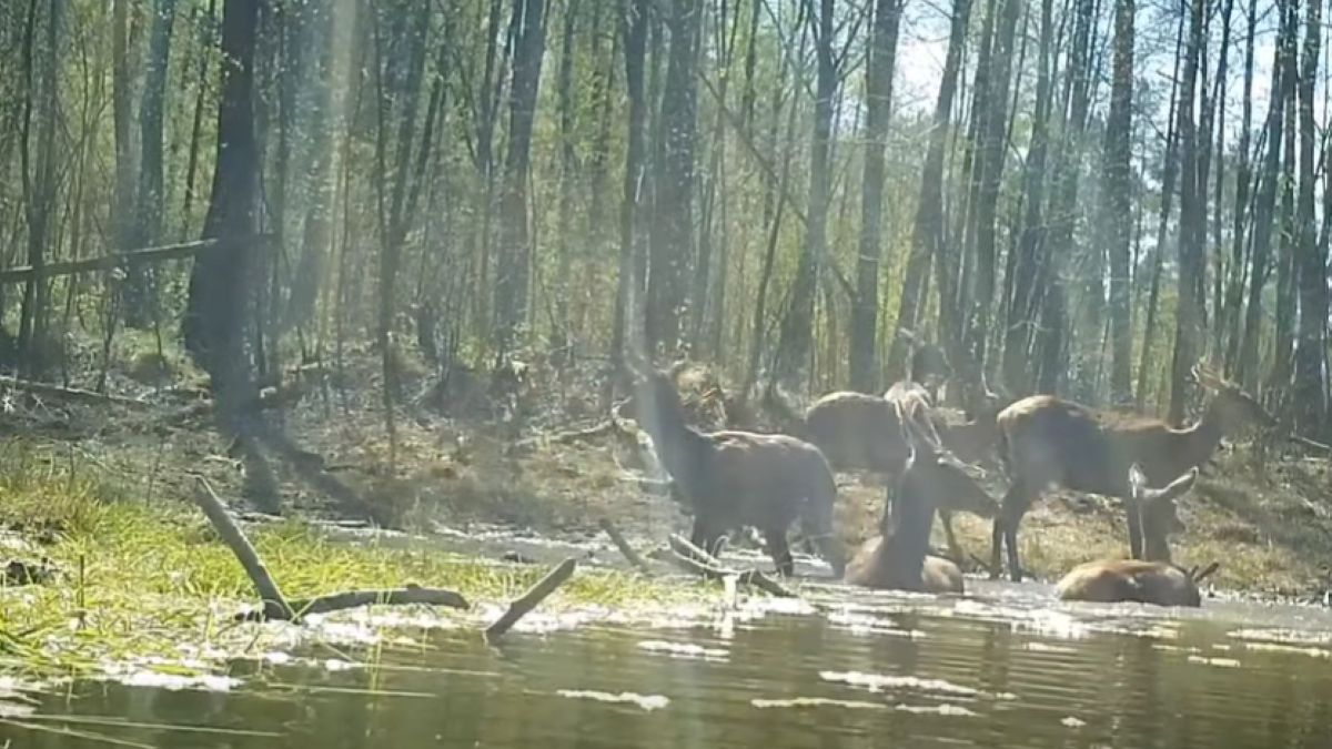 Błotne SPA w sercu puszczy. Wszystko się nagrało