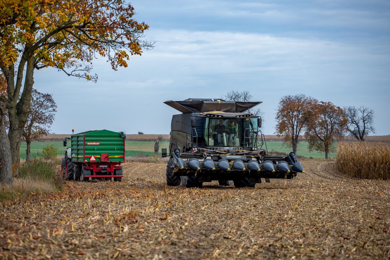 Ile kosztuje kukurydza mokra 2025? W tych regionach stawki wzrosły