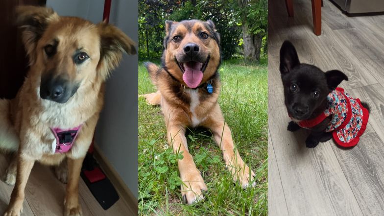 Dzień Kundelka na Pudelku! Nasi czytelnicy dzielą się z nami zdjęciami swoich pupili