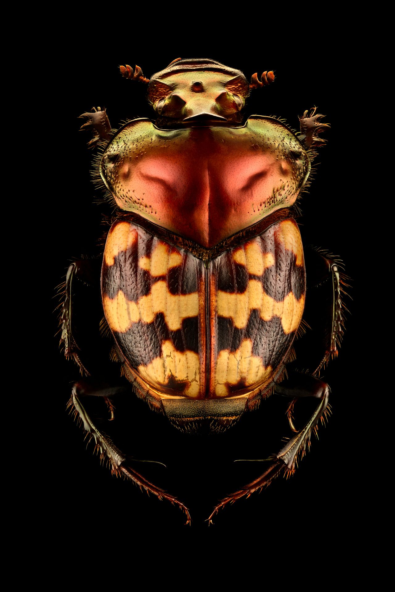 Sfotografowanie jednego owada zajmuje Levonowi około miesiąca. Zobaczcie film, na którym przedstawiony jest proces tworzenia tych niesamowitych owadzich portretów.