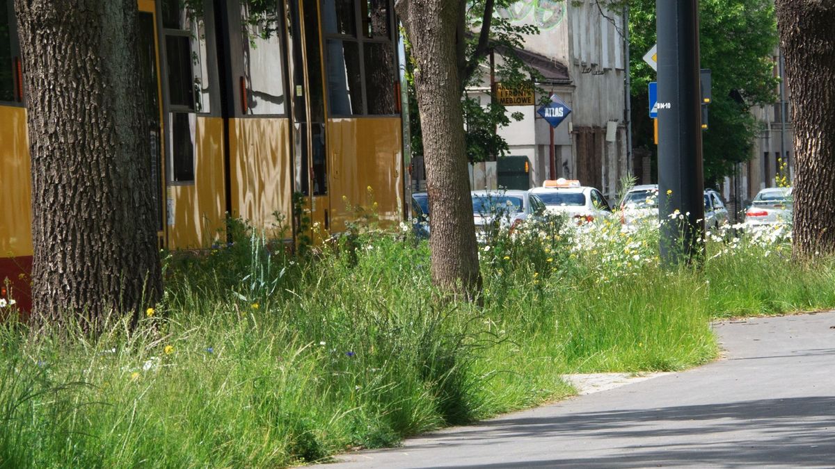 Kilka tygodni "zaniedbania" wystarczyło, by moje osiedle... wypiękniało. Niestety - tylko na chwilę 1