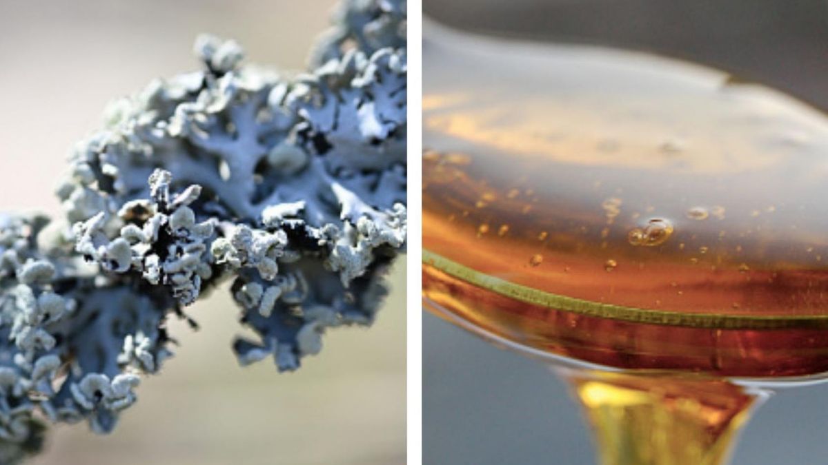 Syrop islandzki pomaga nie tylko na kaszel, ale także wspiera trawienie