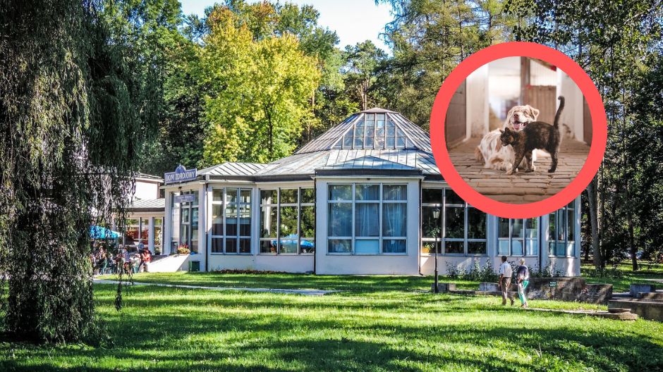 Sanatorium z pupilem? Uzdrowiska wychodzą naprzeciw pacjentom ze zwierzakami
